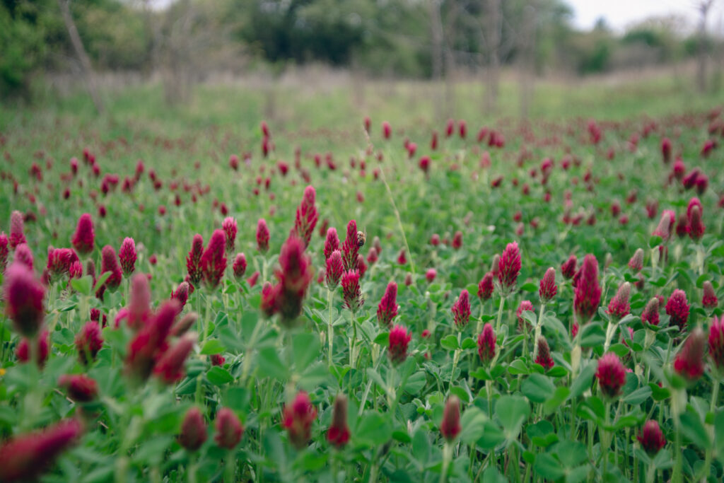 TXCrimsonClover